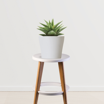 Haworthia Limifolia in ceramic pot